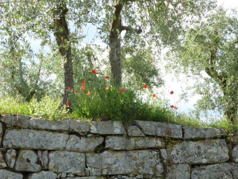 terrace poppies olives 2 copy
